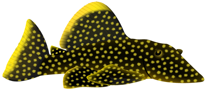 Gold Nugget Plecostomus