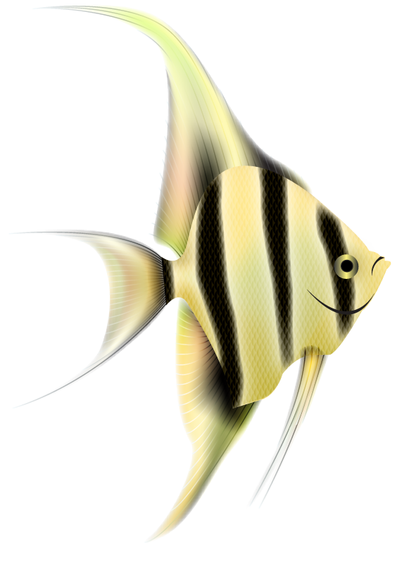 Angelfish