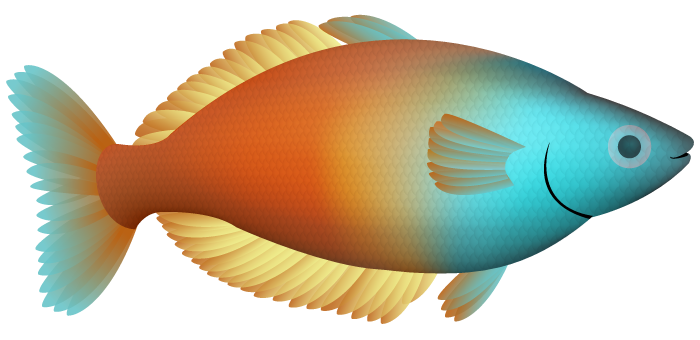 Parkinson Rainbowfish