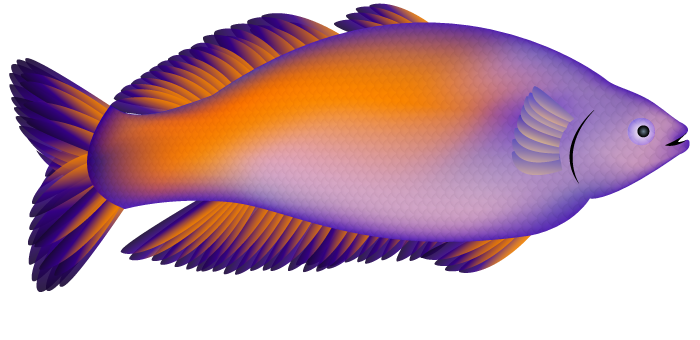 Bosemani Rainbowfish