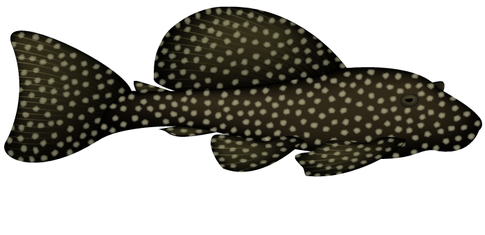 Peppermint Plecostomus